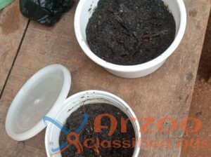 powerful spiritual herbalist +2348075710213