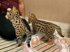 Well tamed Exotics cats. (Ocelots, Caracals and F1