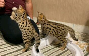 Well tamed Exotics cats. (Ocelots, Caracals and F1